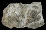 Fossil Crinoid (Dichocrinus) - Gilmore City, Iowa #148676-1